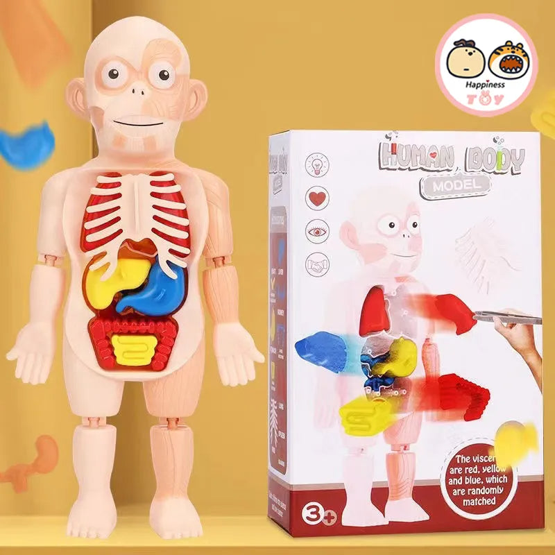 Human Organ Decoration Model Toy