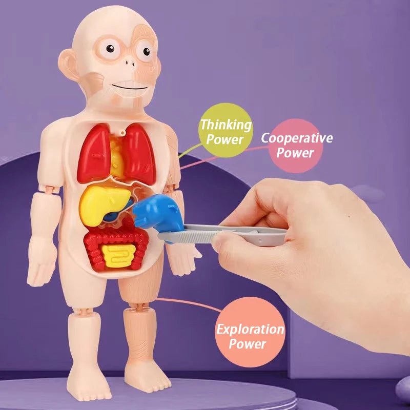 Human Organ Decoration Model Toy