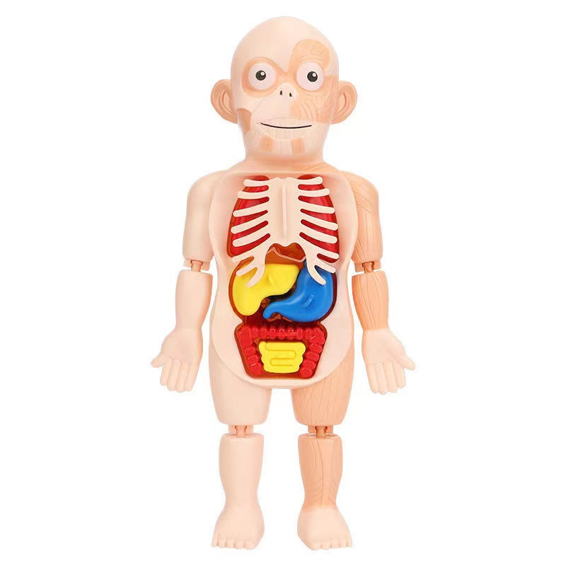 Children Enlightenment Science And Education Human Organ Model