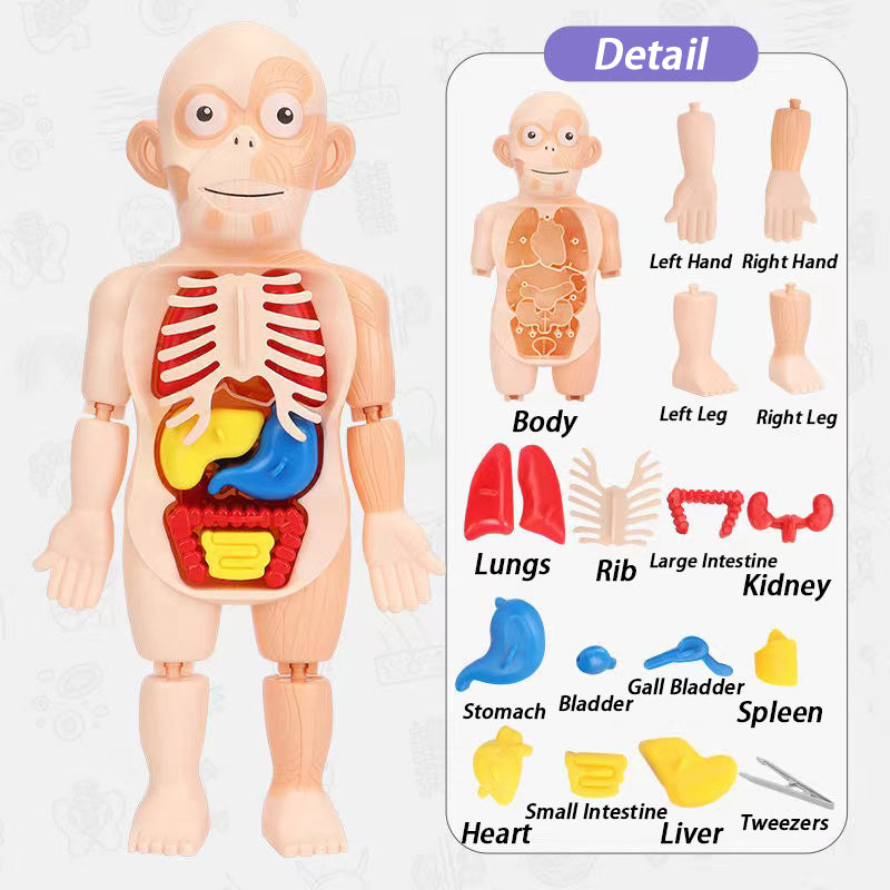 Children Enlightenment Science And Education Human Organ Model