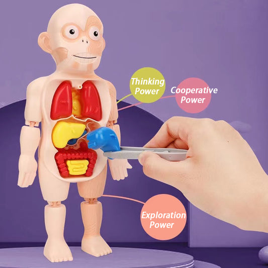 Children Enlightenment Science And Education Human Organ Model